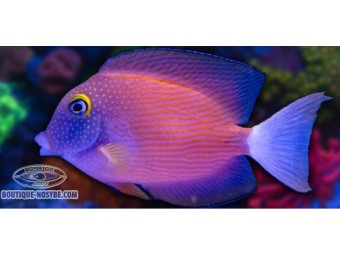 https://www.boutique-nosybe.com/7883-thickbox_default/ctenochaetus-flavicauda.jpg