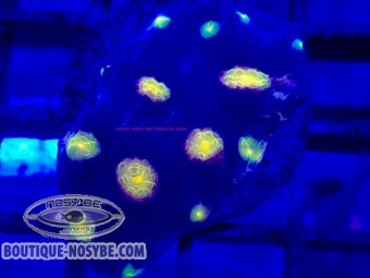 https://www.boutique-nosybe.com/7884-thickbox_default/mycedium-robokaki-wysiwyg-13062026-1.jpg