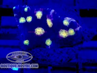https://www.boutique-nosybe.com/7885-thickbox_default/mycedium-robokaki-wysiwyg-13062026-2.jpg