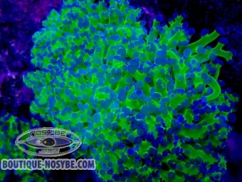 https://www.boutique-nosybe.com/7886-thickbox_default/euphyllia-parayaeyamaensis-wysiwyg-13062026-3.jpg