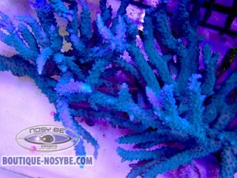 https://www.boutique-nosybe.com/7887-thickbox_default/acropora-parilis-wysiwyg-13062026-4.jpg