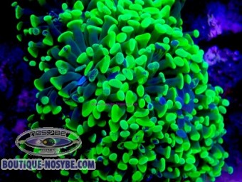 https://www.boutique-nosybe.com/7888-thickbox_default/euphyllia-paraancora-wysiwyg-13062026-5.jpg