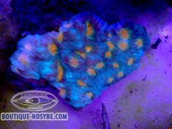 https://www.boutique-nosybe.com/7889-thickbox_default/echinophyllia-sp-wysiwyg-13062026-6.jpg