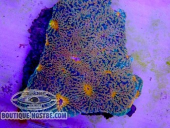 https://www.boutique-nosybe.com/7890-thickbox_default/acanthastrea-echinata-wysiwyg-13062026-7.jpg