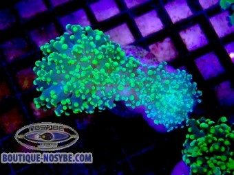 https://www.boutique-nosybe.com/7892-thickbox_default/euphyllia-parayaeyamaensis-wysiwyg-13062026-9.jpg