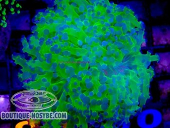 https://www.boutique-nosybe.com/7893-thickbox_default/euphyllia-parayaeyamaensis-wysiwyg-13062026-10.jpg