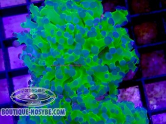 https://www.boutique-nosybe.com/7894-thickbox_default/euphyllia-parayaeyamaensis-wysiwyg-13062026-11.jpg