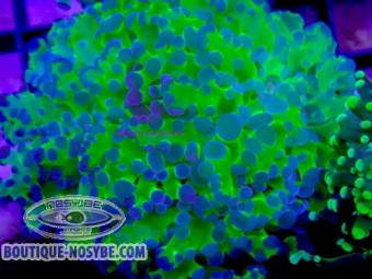 https://www.boutique-nosybe.com/7895-thickbox_default/euphyllia-parayaeyamaensis-wysiwyg-13062026-12.jpg