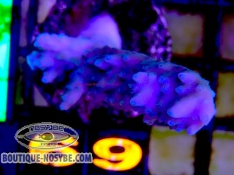 https://www.boutique-nosybe.com/7897-thickbox_default/acropora-sp-wysiwyg-13062026-14.jpg
