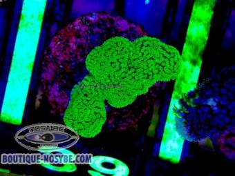 https://www.boutique-nosybe.com/7898-thickbox_default/stylophora-sp-wysiwyg-13062026-15.jpg