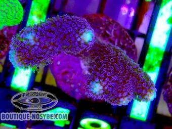 https://www.boutique-nosybe.com/7899-thickbox_default/stylophora-sp-wysiwyg-13062026-16.jpg