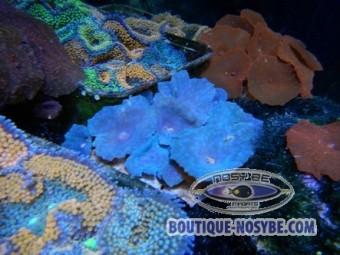 https://www.boutique-nosybe.com/790-thickbox_default/actinodiscus-sp-bleu.jpg