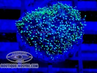 https://www.boutique-nosybe.com/7900-thickbox_default/galaxea-sp-wysiwyg-13062026-17.jpg