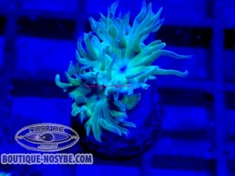 https://www.boutique-nosybe.com/7901-thickbox_default/duncanopsammia-axifuga-wysiwyg-13062026-18.jpg