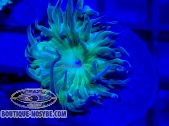 https://www.boutique-nosybe.com/7902-thickbox_default/duncanopsammia-axifuga-wysiwyg-13062026-19.jpg