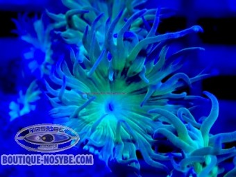 https://www.boutique-nosybe.com/7903-thickbox_default/duncanopsammia-axifuga-wysiwyg-13062026-20.jpg