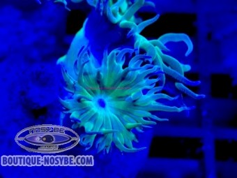 https://www.boutique-nosybe.com/7904-thickbox_default/duncanopsammia-axifuga-wysiwyg-13062026-21.jpg