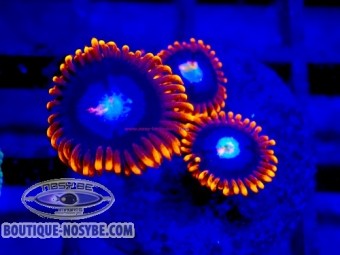 https://www.boutique-nosybe.com/7905-thickbox_default/zoanthus-sp-wysiwyg-13062026-22.jpg