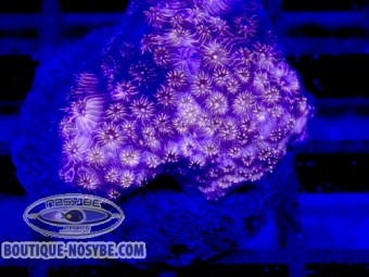 https://www.boutique-nosybe.com/7907-thickbox_default/pavona-maldiviensis-wysiwyg-13062026-24.jpg