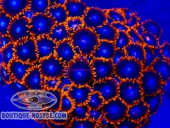 https://www.boutique-nosybe.com/7912-thickbox_default/zoanthus-sp-wysiwyg-13062026-30.jpg