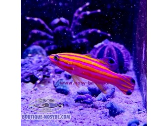 https://www.boutique-nosybe.com/7915-thickbox_default/liopropoma-carmabi.jpg