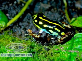 https://www.boutique-nosybe.com/7923-thickbox_default/ranitomeya-flavovittata.jpg