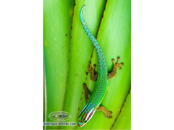 https://www.boutique-nosybe.com/7929-thickbox_default/phelsuma-inexpectata.jpg