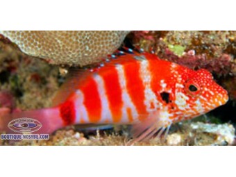 https://www.boutique-nosybe.com/7939-thickbox_default/cirrhitops-fasciatus.jpg