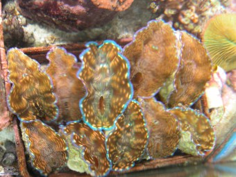 https://www.boutique-nosybe.com/7941-thickbox_default/tridacna-derasa.jpg