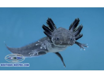 https://www.boutique-nosybe.com/7942-thickbox_default/ambystoma-mexicanum-axolotl.jpg