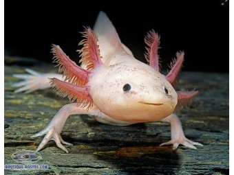 https://www.boutique-nosybe.com/7943-thickbox_default/ambystoma-mexicanum-axolotl-rose.jpg