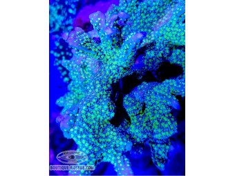 https://www.boutique-nosybe.com/7944-thickbox_default/montipora-malampaya.jpg