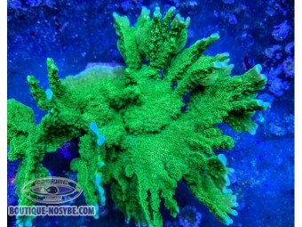 https://www.boutique-nosybe.com/7946-thickbox_default/montipora-stellata.jpg