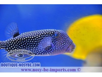 https://www.boutique-nosybe.com/7972-thickbox_default/ostracion-meleagris.jpg