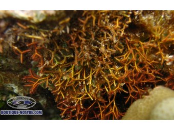 https://www.boutique-nosybe.com/7973-thickbox_default/actinotrichia-fragilis.jpg