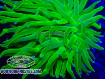https://www.boutique-nosybe.com/7976-thickbox_default/euphyllia-glabrescens-wysiwyg-22072026-01.jpg