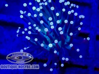https://www.boutique-nosybe.com/7977-thickbox_default/euphyllia-glabrescens-wysiwyg-22072026-02.jpg