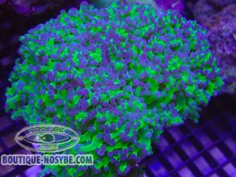 https://www.boutique-nosybe.com/7978-thickbox_default/euphyllia-paradivisa-wysiwyg-22072026-03.jpg