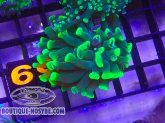 https://www.boutique-nosybe.com/7979-thickbox_default/euphyllia-parancora-wysiwyg-22072026-04.jpg