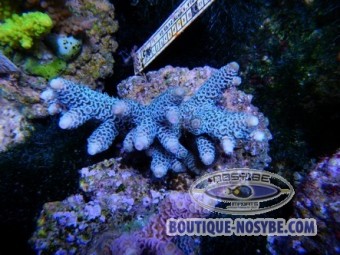 https://www.boutique-nosybe.com/798-thickbox_default/acropora-millepora-turquoise.jpg