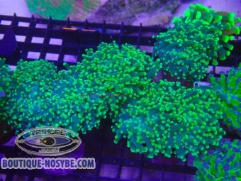 https://www.boutique-nosybe.com/7980-thickbox_default/euphyllia-parayaeyamaensis-wysiwyg-22072026-05.jpg