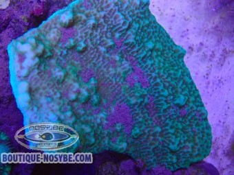 https://www.boutique-nosybe.com/7981-thickbox_default/montipora-undata-wyswiyg-22072026-06.jpg