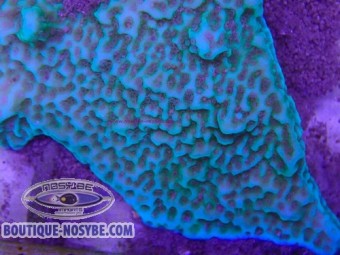 https://www.boutique-nosybe.com/7985-thickbox_default/montipora-undata-wyswiyg-22072026-08.jpg
