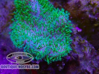 https://www.boutique-nosybe.com/7986-thickbox_default/sarcophyton-sp-wysiwyg-22072026-09.jpg