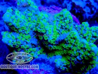 https://www.boutique-nosybe.com/7991-thickbox_default/montipora-malampaya-wysiwyg-22072026-11.jpg