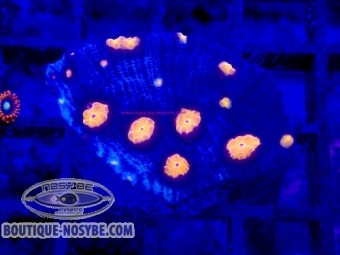 https://www.boutique-nosybe.com/7994-thickbox_default/mycedium-robokaki-wysiwyg-22072026-13.jpg