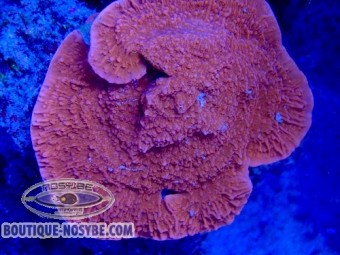 https://www.boutique-nosybe.com/7995-thickbox_default/montipora-capricornis-wysiwyg-22072026-14.jpg