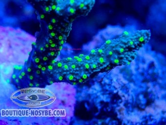 https://www.boutique-nosybe.com/7996-thickbox_default/montipora-stellata-wysiwyg-22072026-15.jpg