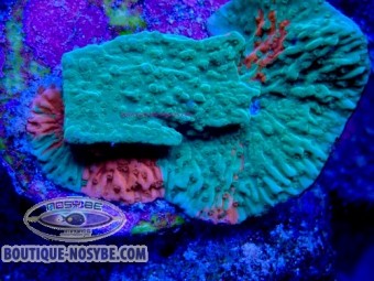 https://www.boutique-nosybe.com/7998-thickbox_default/montipora-foliosa-wysiwyg-22072026-16.jpg