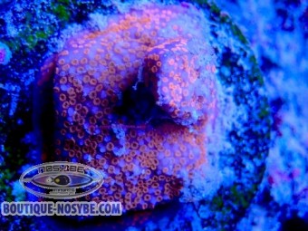 https://www.boutique-nosybe.com/8000-thickbox_default/montipora-sp-wysiwyg-22072026-17.jpg